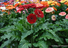 Here we have the Patio Pinnacles, with a flower over 16cm wide you just can't miss it.